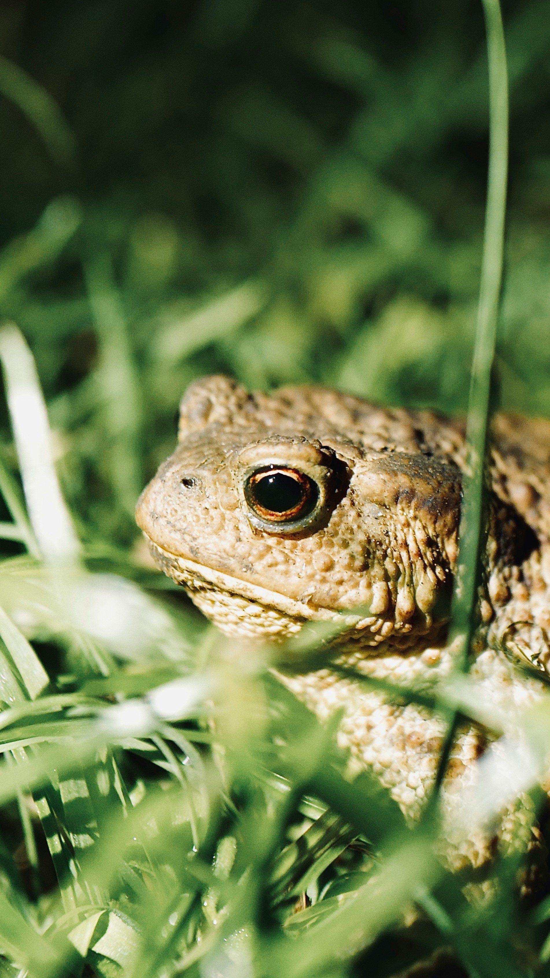 brown frog on green grass during daytime